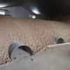 tunnel-standard-ventilation-pomme-de-terre-oignons-fecules